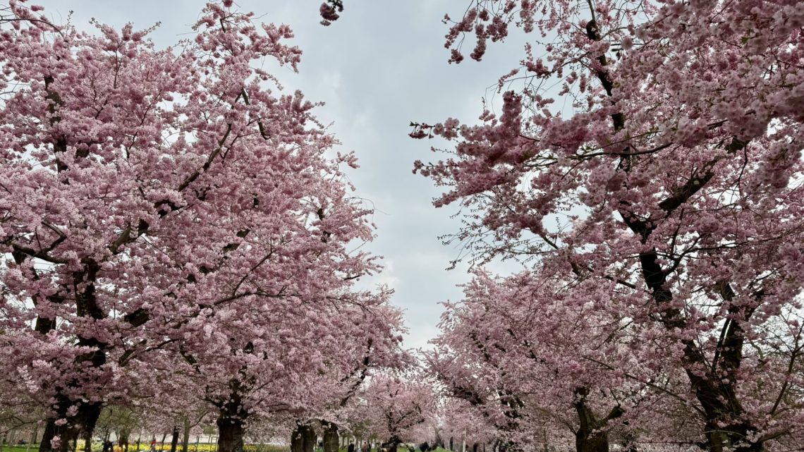 Kirschblüte im Schlossgarten Schwetzingen