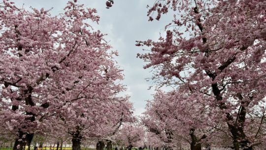 Kirschblüte im Schlossgarten Schwetzingen